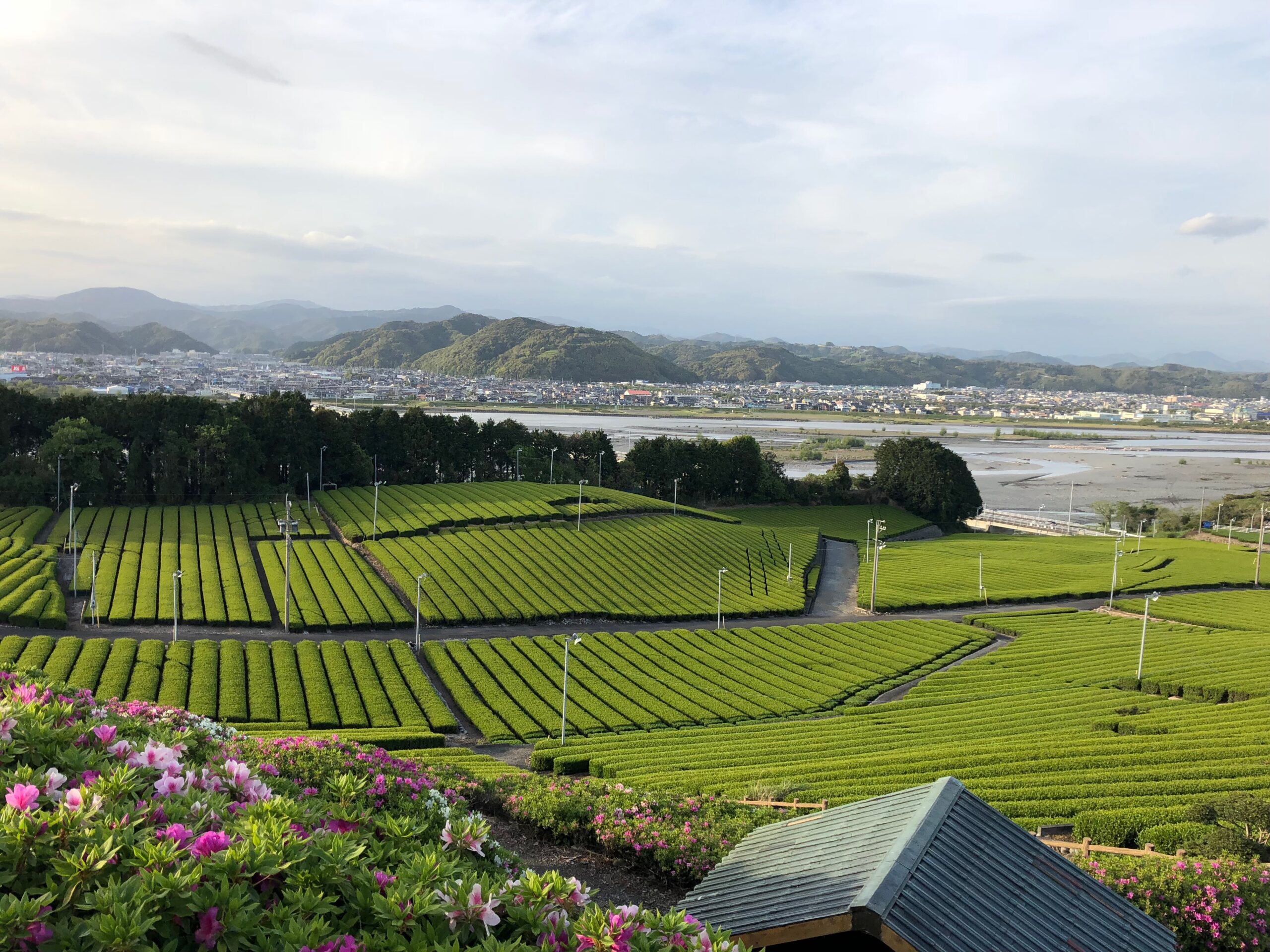 6. 和紅茶を育む日本各地の風土と個性